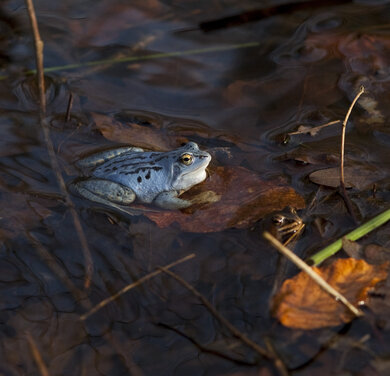 blauer Moorfrosch in Gewässer