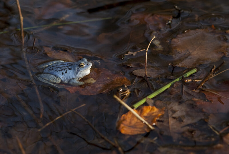 blauer Moorfrosch in Gewässer