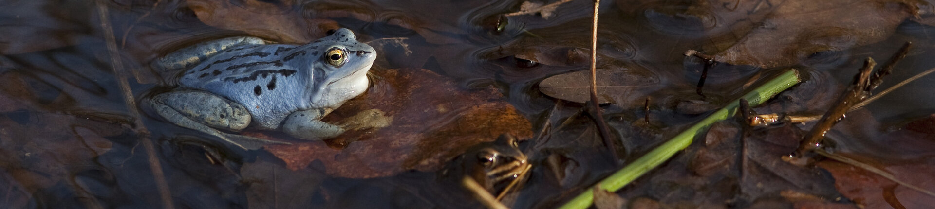 blauer Moorfrosch in Gewässer