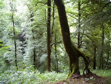 Hyrkanischer Wald (Photo: Jonathan Etzold) Hyrkanischer Wald (Photo: Jonathan Etzold)