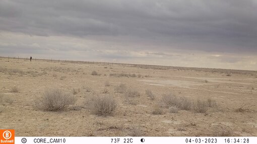 Aus dem Blickwinkel der Kamerafalle. Foto: Nationalpark Südustjurt (Usbekistan)