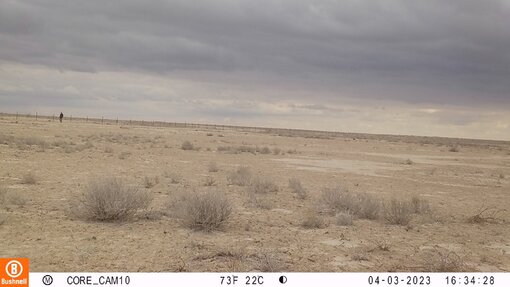 From the angle of the camera trap. Photo: Nationalpark Südustjurt (Usbekistan)