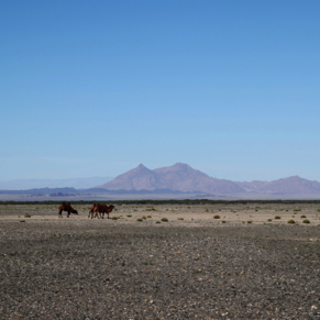 Expedition in die Wüste Gobi Foto: J. Wunderlich/ Michael Succow Stiftung