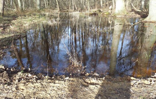 Am Grabenstau, Februar 2024. Foto: D. Schacht / Michael Succow Stiftung