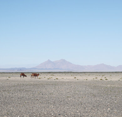 Ein Kamel trottet durch die Große Wüste Gobi. Im Hintergrund Berge.