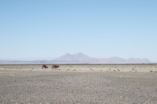 Kamele in der Großen Wüste Gobi (c) Jens Wunderlich