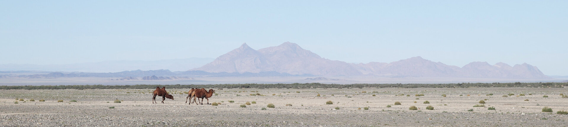 Ein Kamel trottet durch die Große Wüste Gobi. Im Hintergrund Berge.