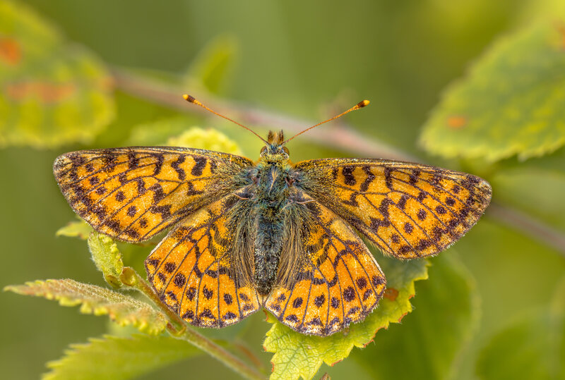 Ein Hochmoor-Perlmutterfalter sitzt auf einem Blatt