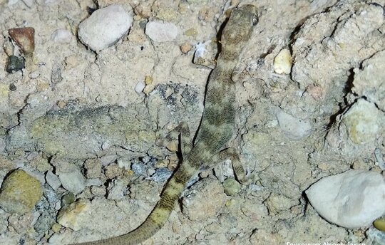 Kaum größer als ein Daumennagel sorgt der kleine Gecko Alsophylax sp. für die nötige Aufmerksamkeit für die Bedeutung seines Lebensraumes im usbekischen Ferganatal.