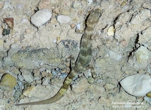 Kaum größer als ein Daumennagel sorgt der kleine Gecko Alsophylax sp. für die nötige Aufmerksamkeit für die Bedeutung seines Lebensraumes im usbekischen Ferganatal.