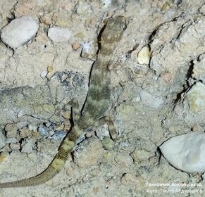 Kaum größer als ein Daumennagel ist der neu entdeckte kleine Gecko Alsophylax sp.