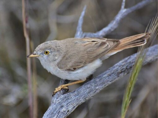 The winning photo of the "Asian desert warbler" (c) Mariya Gritsina