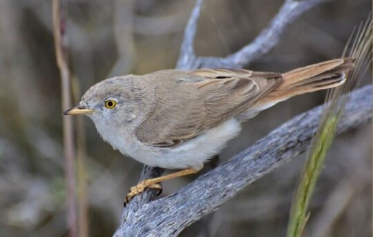 The winning photo of the "Asian desert warbler" (c) Mariya Gritsina