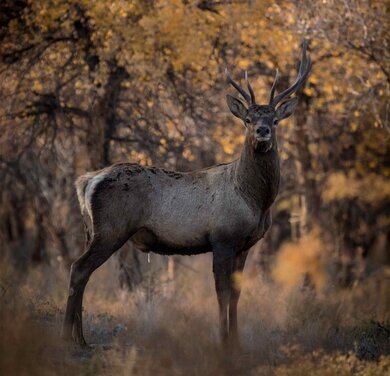 Bukhara deer; Photo: Ernest Kurtveliev