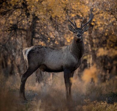 Bukhara deer; Photo: Ernest Kurtveliev