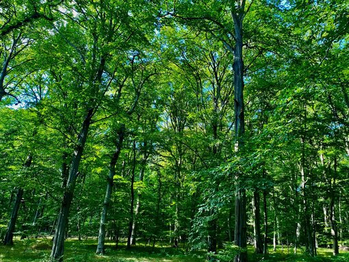 Naturschutzgebiet Goor: Die einst forstlich genutzten Laubwälder dürfen sich im Stiftungswald in eigener Dynamik zum Naturwald entwickeln. Foto: S. Kagemann / Michael Succow Stiftung