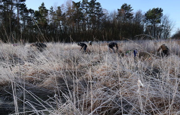 Freiwillige gesucht: Arbeitseinsatz im Mannhagener Moor