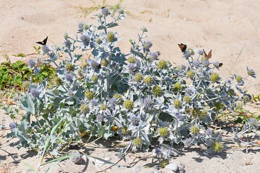 Die Stranddistel in ihrer gesamten Schönheit. Foto: Katrin Kunkel