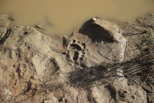 Impressive traces of the last gobi bears Photo: J. Wunderlich/ Michael Succow Foundation