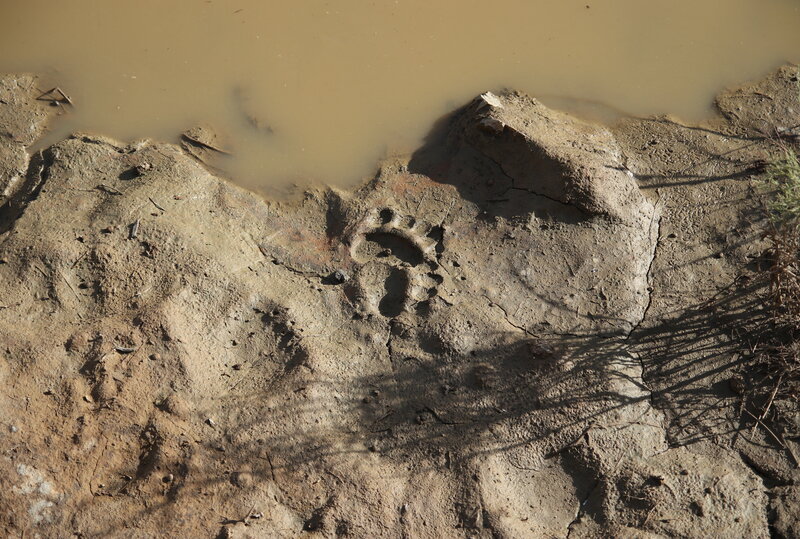 Gobi bear track Photo: J. Wunderlich