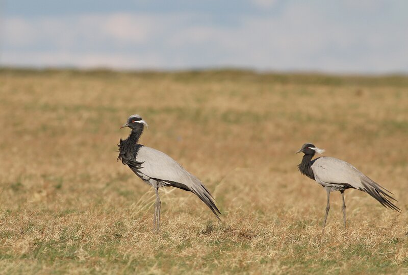 Kraniche in der Steppe (c) Gankhuyag Purev-Ochir