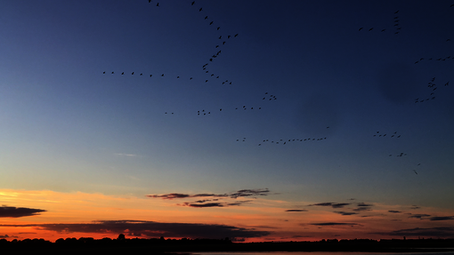 Kranichflug im Herbst