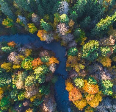 Romincka Forest (c) D. Stein