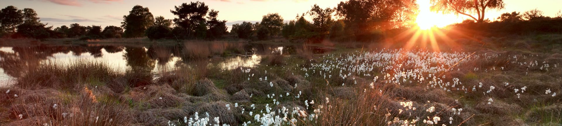 Sonnenuntergang im Moor mit Wollgras