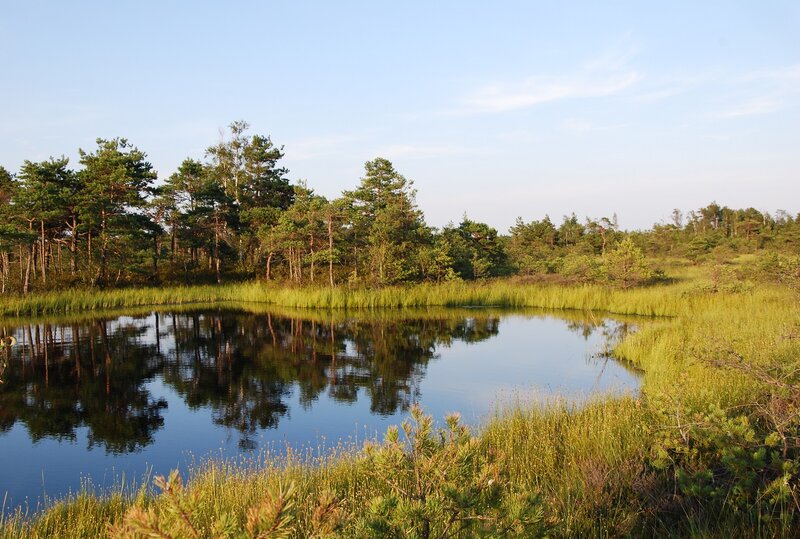 Bog pools in Aukstumala ( Photo: RB. Sveistyte)