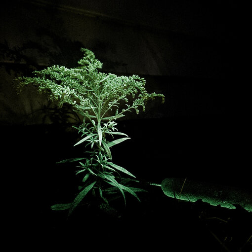 Juliane Tübke, Beneath the Meadows (200823), 2023, photograph, dimensions variable