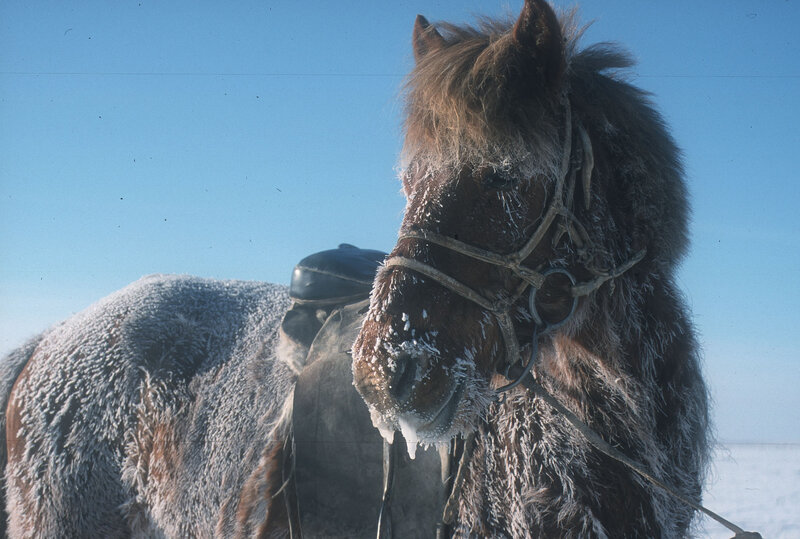 Horses in winter Photo: Dr. Petra Kacenzsky