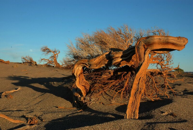 Great Gobi Photo: Dr. Petra Kacenzsky