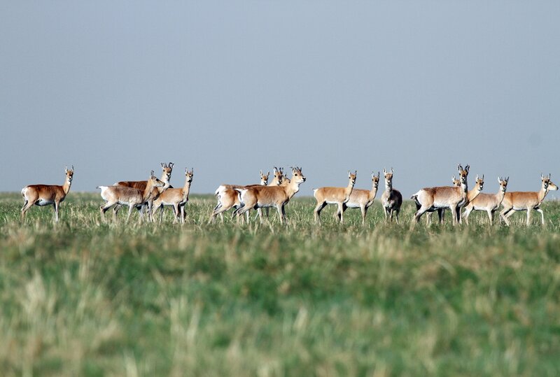 Mongolian Gazelles (c) Gankhuyag Purev-Ochir