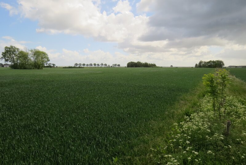 Verbindungselement für Biotope – Saumstreifen zwischen zwei Ackerschlägen in Klausdorf © T. Kewitsch/ Michael Succow Stiftung