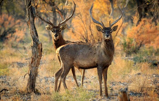 That was the focus of the workshop: How can Bukhara deer move from one protected area to another?  Photo: T. Shukhrat