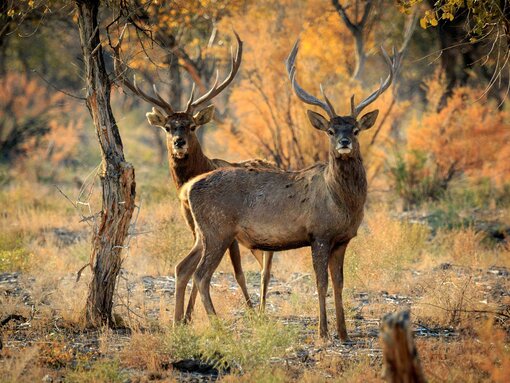 Darum ging es im Workshop: Wie kommt der Buchara-Hirsch von einem Schutzgebiet ins nächste?  Foto: T. Shukhrat