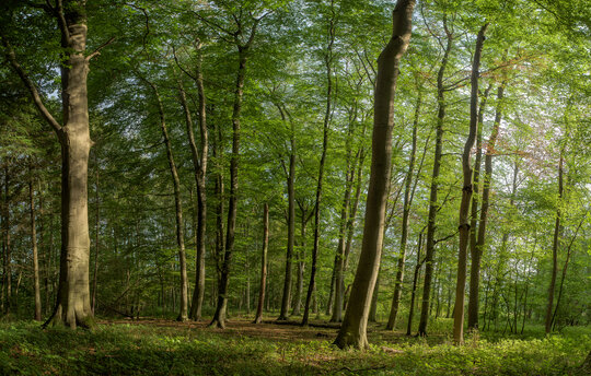 Der "Wilde Wald" in Wasdow soll weiterhin so unberührt bleiben. Foto: S. Schwill