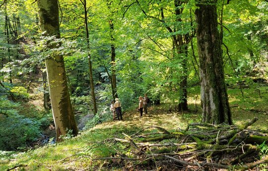 Hirkan National Park, Azerbaijan (Photo: Fatemeh Ahmadi Kamali, September 2021)