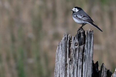 Bachstelze in den Karrendorfer Wiesen. Foto: S. Weisgerber