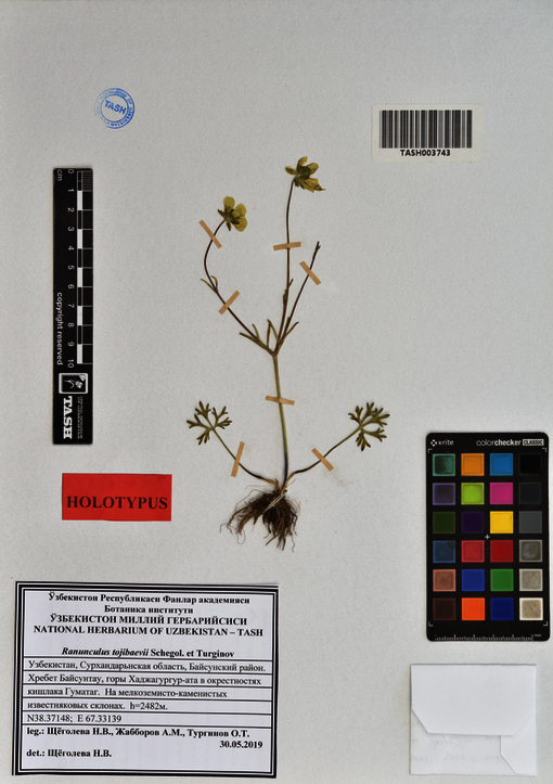 The digitised herbarium specimens provide comprehensive information, here on a new species of Ranunculus from Uzbekistan. Below the plant is a legend with the name, place of discovery and finder of the plant. The colour chart serves to calibrate the colour value and the ruler for sizing. The white envelope contains plant seeds. The barcode with an identifier in the upper section guarantees that the document can be clearly assigned and found. The great thing about the documentation, however, is that it has been digitised, photographed and processed in such a way that you can zoom in quickly and closely in the online herbarium without long loading times to see the smallest details of the plant.