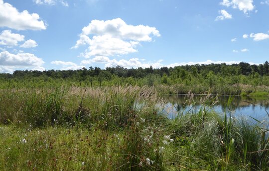 Das Mannhagener Moor ist eines der ältesten Naturschutzgebiete Mecklenburg-Vorpommerns. Es befindet sich seit 2011 im Stiftungseigentum. Foto: Michael Succow Stiftung