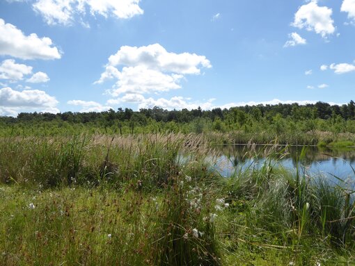 Das Mannhagener Moor ist eines der ältesten Naturschutzgebiete Mecklenburg-Vorpommerns. Es befindet sich seit 2011 im Stiftungseigentum der Succow Stiftung. Foto: Michael Succow Stiftung