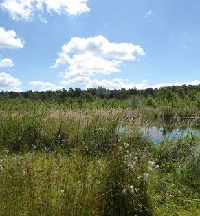 Das Mannhagener Moor ist eines der ältesten Naturschutzgebiete Mecklenburg-Vorpommerns. Es befindet sich seit 2011 im Stiftungseigentum der Succow Stiftung. 