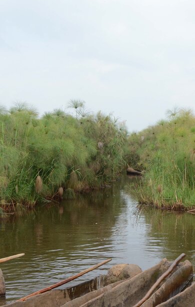 Papyrus Wetlands, Lake Victoria. Photo: Ecofinder, 2026