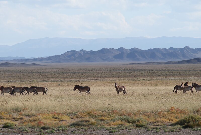 Takh herd in steppe Photo: J. Wunderlich
