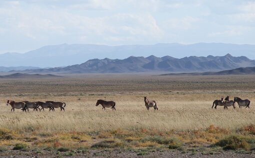 Przewalski-Pferde in der Wüste Foto: J. Wunderlich/ Michael Succow Stiftung