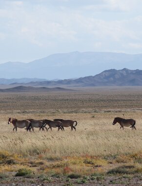 Przewalski-Pferde in der Wüste Gobi Foto: J. Wunderlich/ Michael Succow Stiftung
